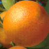 Kukle ( Fortunella margarita x Citrus reticolata)