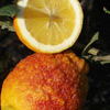 Citrus Limon, limone rosso