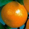 Citrus mitis – Calamondino