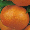 Citrus reticulata - Mandarino