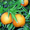 Citrus clementina - Clementino