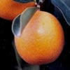 Fortunella Japonica – Kumquat rotondo