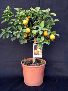 Citrus Histrix finito