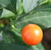 Oval kumquat