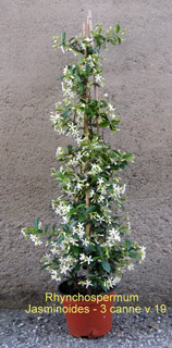 Rhyncospermum 3 canne in vaso 19 
