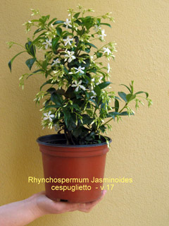 Rhyncospermum vaso 17