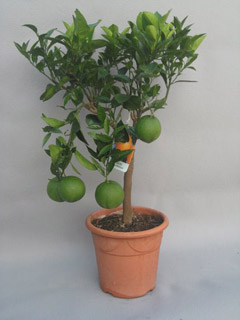 arancio, citrus sinensis
