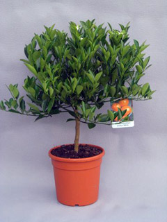 calamondino