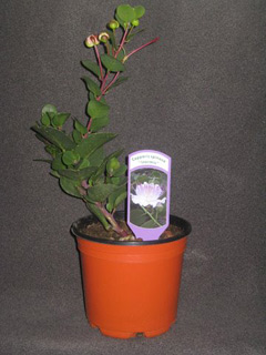 Cappari Inermis