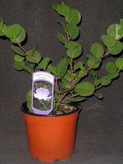 pianta di cappero senza fiore