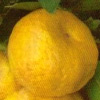 Sweet Roman lime