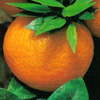 Chinotto