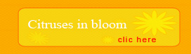 Citruses in bloom