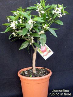 Clementine ruby red in bloom