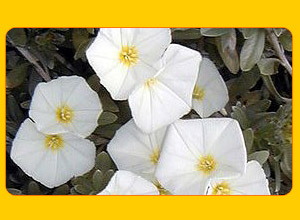 Convolvolo, CONVOLVULUS CNEORUM