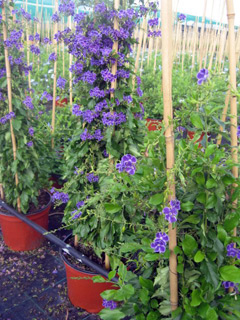 Duranta in coltivazione