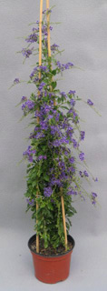 Duranta in vaso