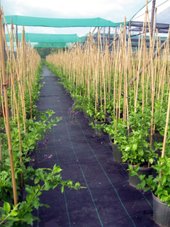 Duranta in coltivazione
