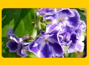 Duranta Repens