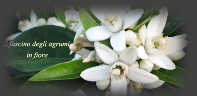 Fascino degli agrumi in fiore