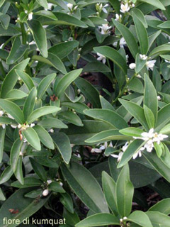 Kumquat  in bloom