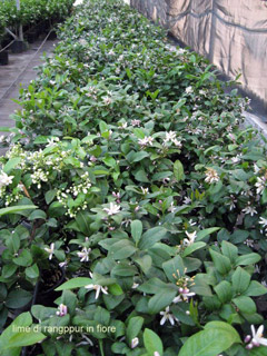 Lime di rangpur in fiore