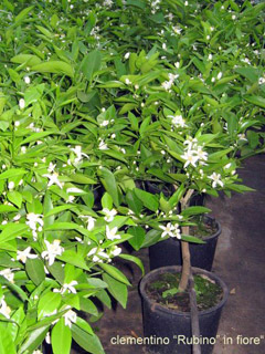 Clementine ruby red in bloom