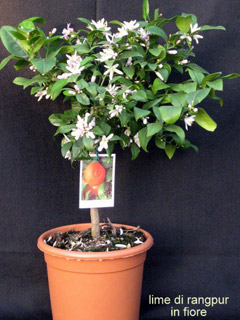 Lime di Rangpur in fiore