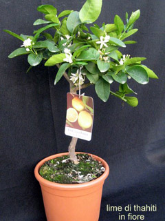 Limetta di Tahiti in fioritura