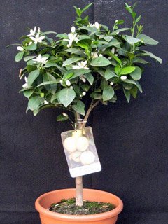 Lime Purcha in bloom 