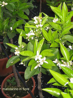 Mandarino in fiore