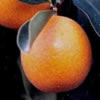 Round kumquat