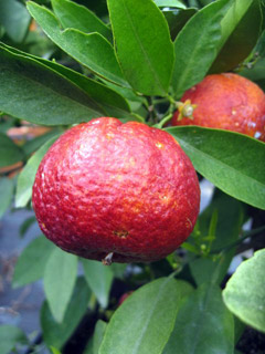 Fruit of Clementine ruby red 