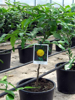 Kaffir Lime o Citrus Hystrix