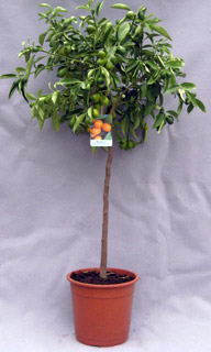 kumquat (big fruit) pot Ø 25