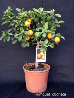 Kumquat Obohata