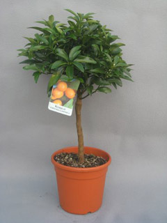 kumquat