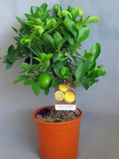 Limetta di Tahiti