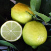 Lime of Tahiti