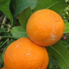 Lime of Rangpur