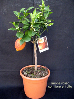 Limone rosso