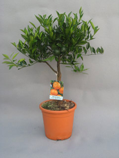 Mandarin pot Ø 25