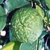Papeda of Mauritius