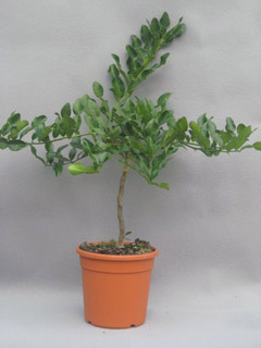Citrus histrix, papeda delle Mauritius