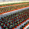 piantine di capperi in vivaio