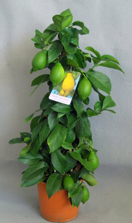 piramide limone 4 stagioni