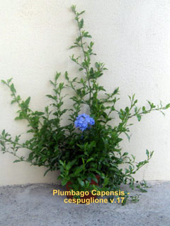Plumbago capensis