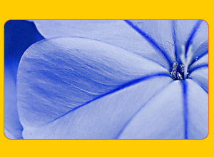 Plumbago Capensis