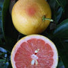 Grapefruit