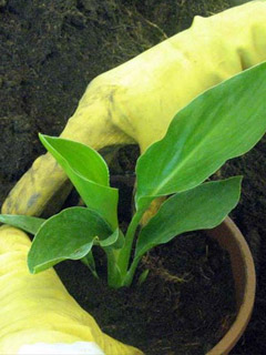 invasatura della Strelitzia